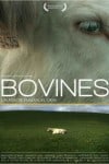 bovines